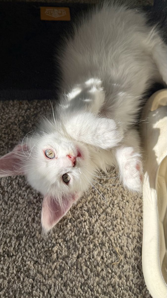 Maine Coon Kittens!