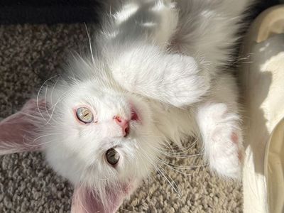 Maine Coon Kittens!