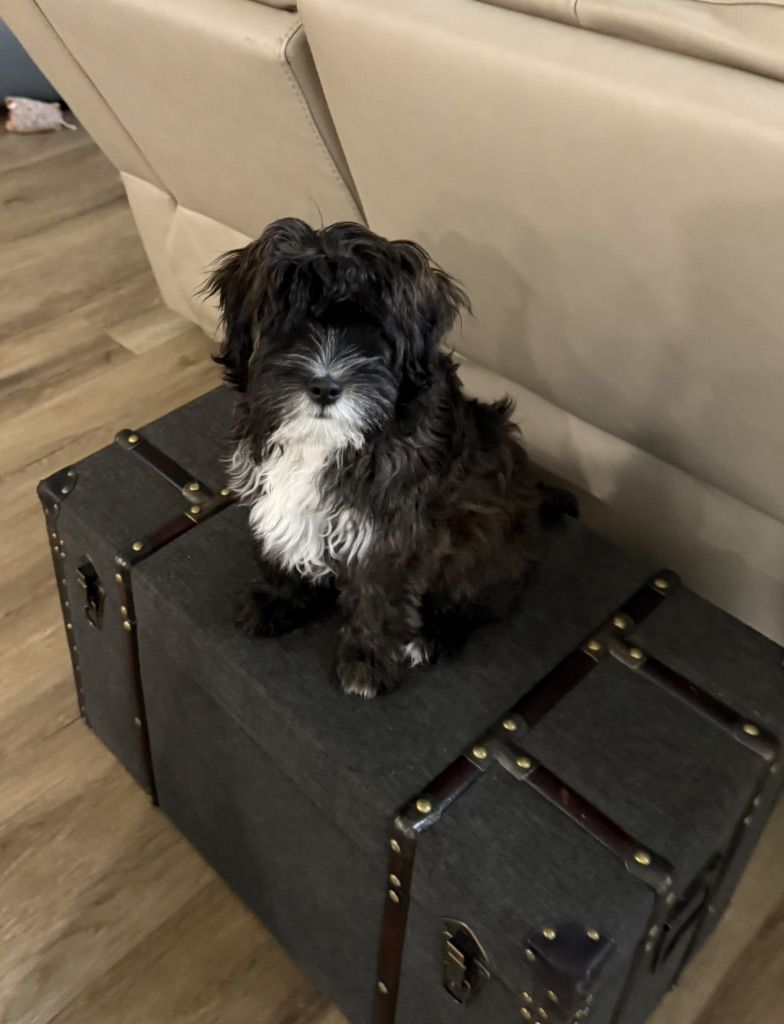 Puppy Needs New Home