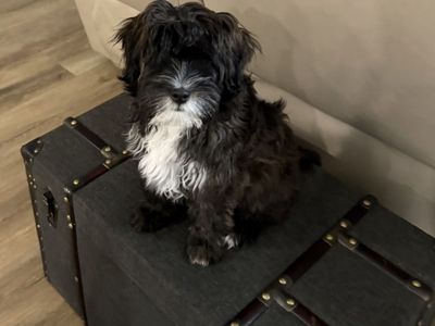Puppy Needs New Home