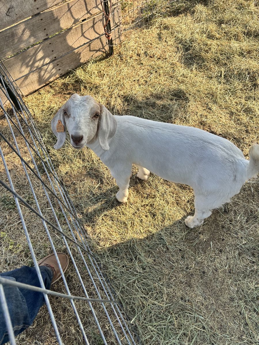 Goat wether