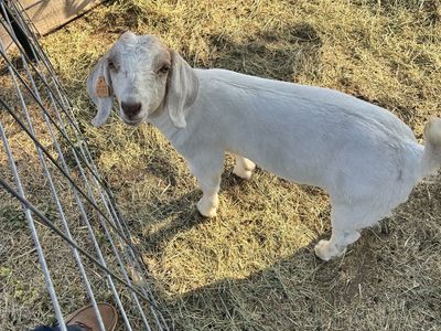 Goat wether