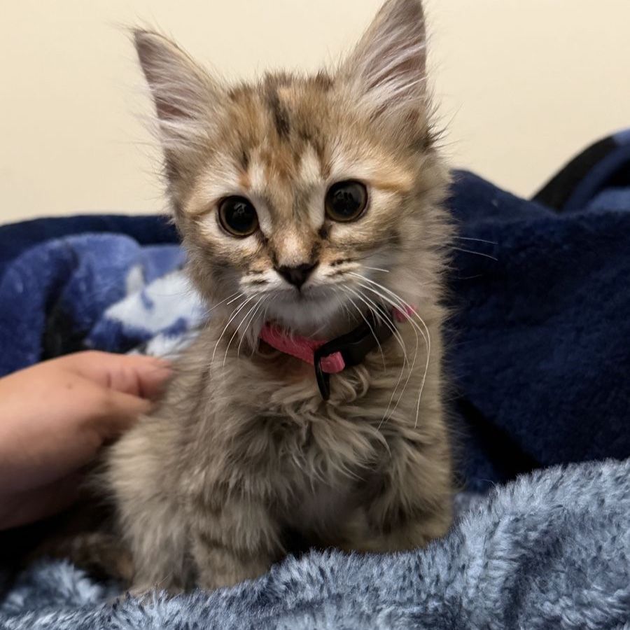 Kittens for sale