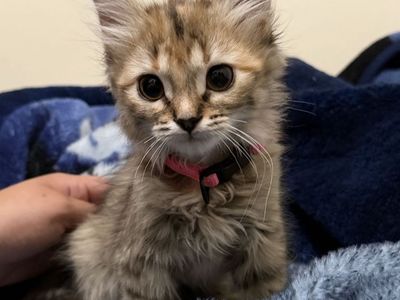 Kittens for sale