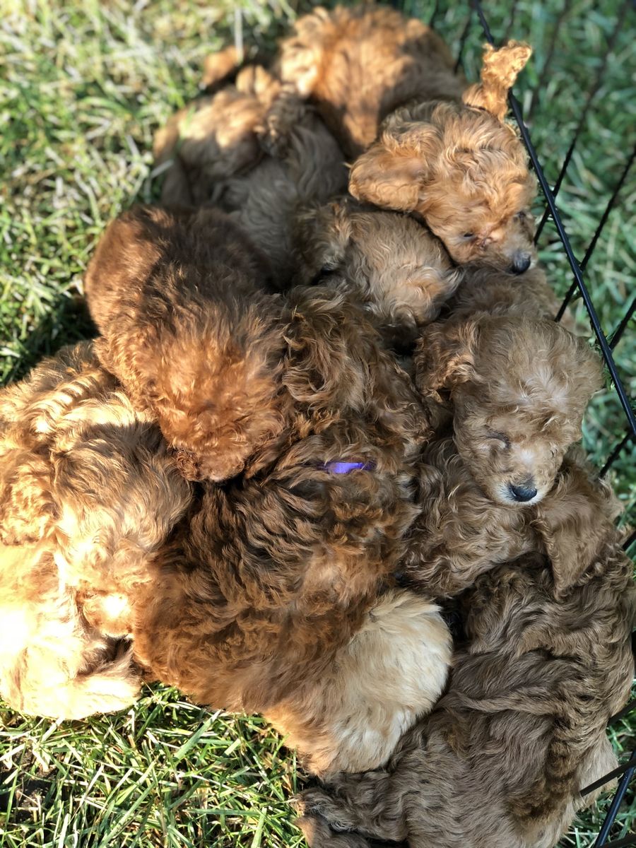FREE GOLDEN DOODLES Call 3857873367