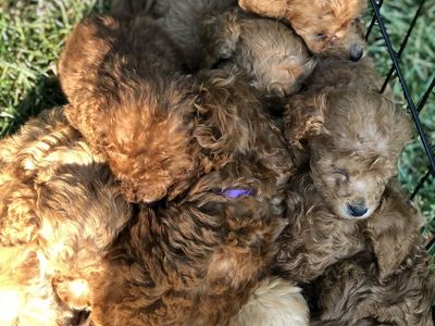 FREE GOLDEN DOODLES Call 3857873367