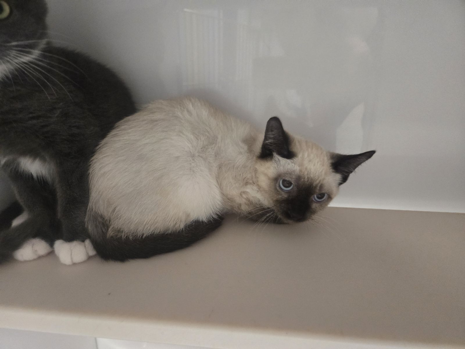 A163788 Zuko is Available for Adoption!