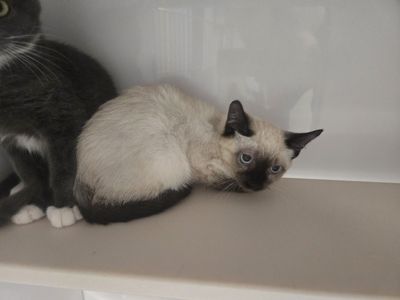 A163788 Zuko is Available for Adoption!