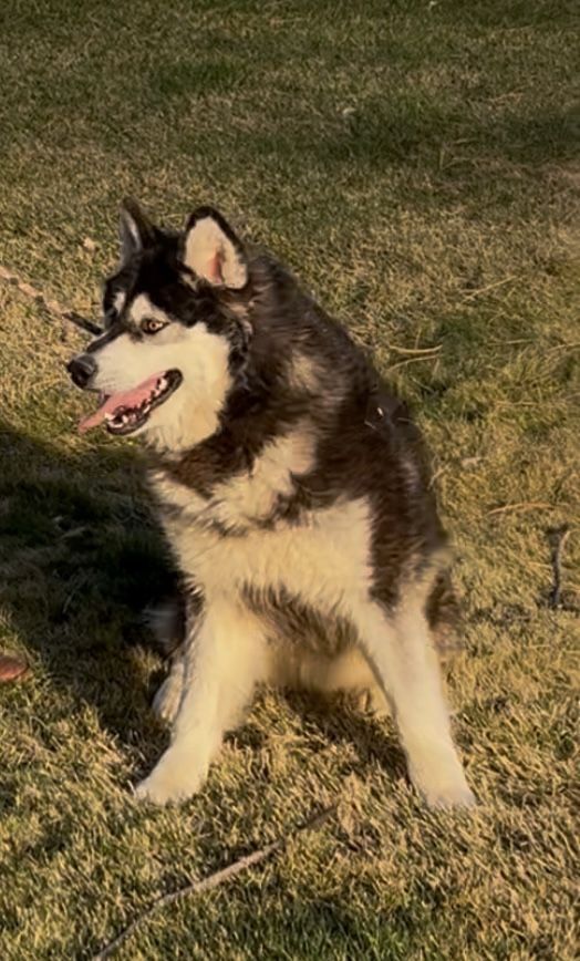 AKC Alaskan Malamute