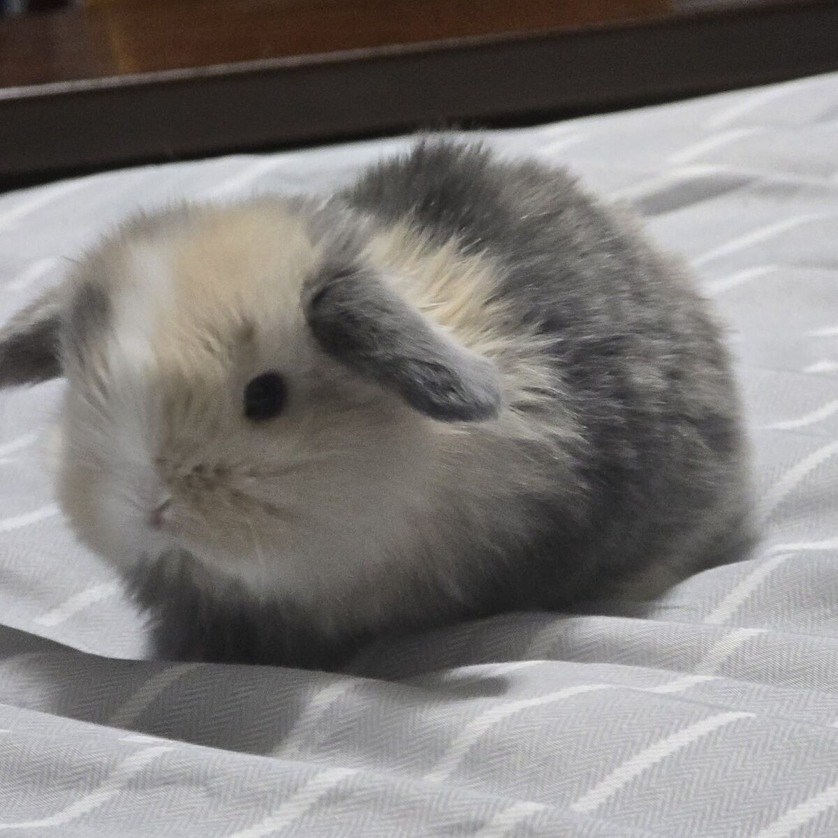 Purebred Blue Fawn VM Harlequin Holland Lop Buck