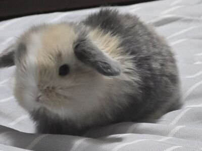 Purebred Blue Fawn VM Harlequin Holland Lop Buck