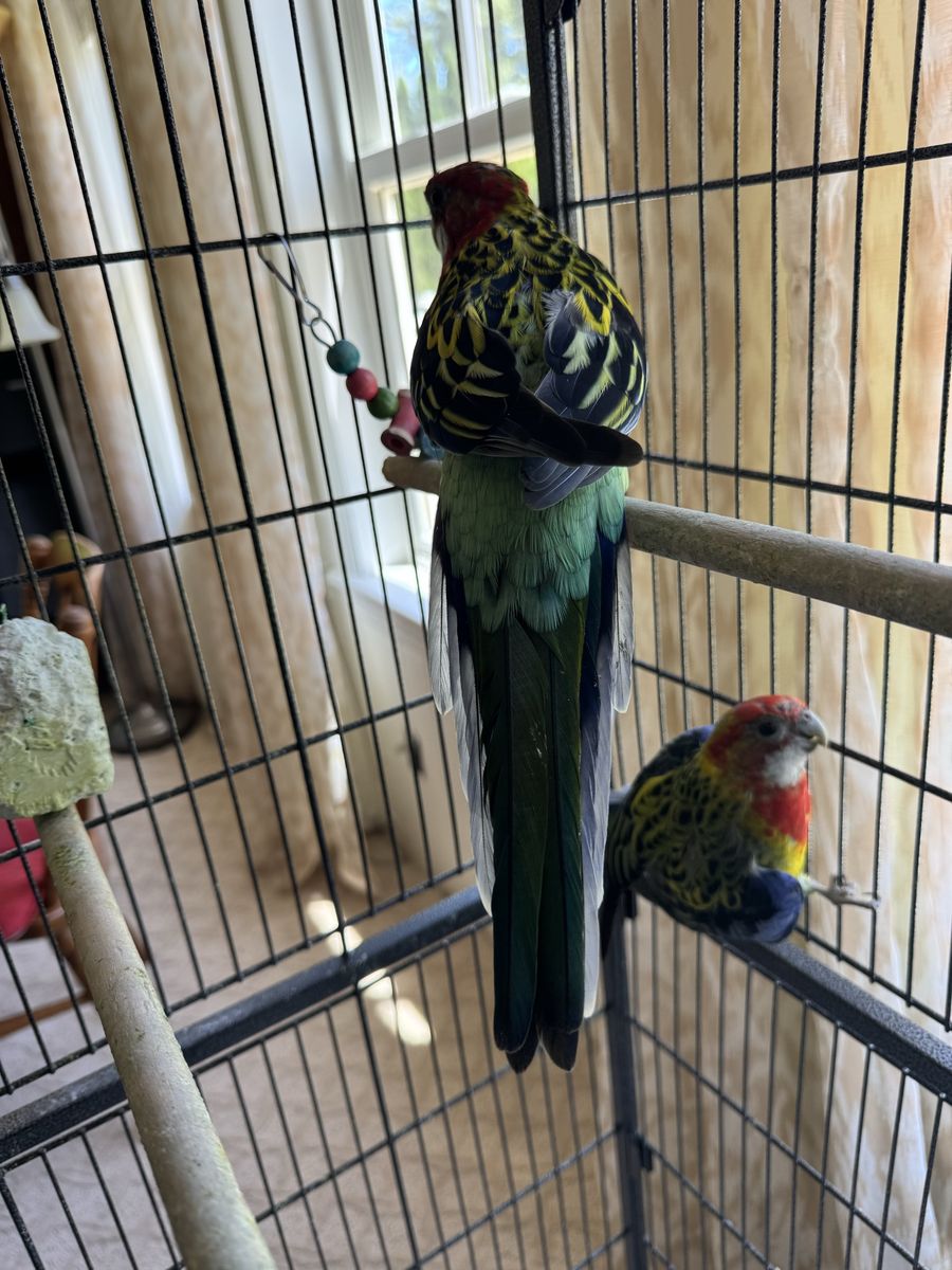 Eastern Rosella Parrots - Healthy 1-Year-Old Male Birds