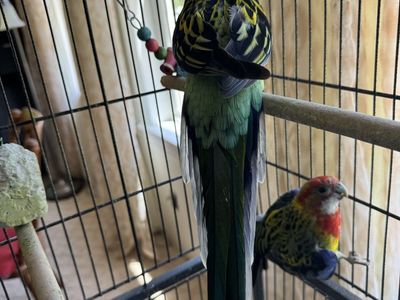 Eastern Rosella Parrots - Healthy 1-Year-Old Male Birds