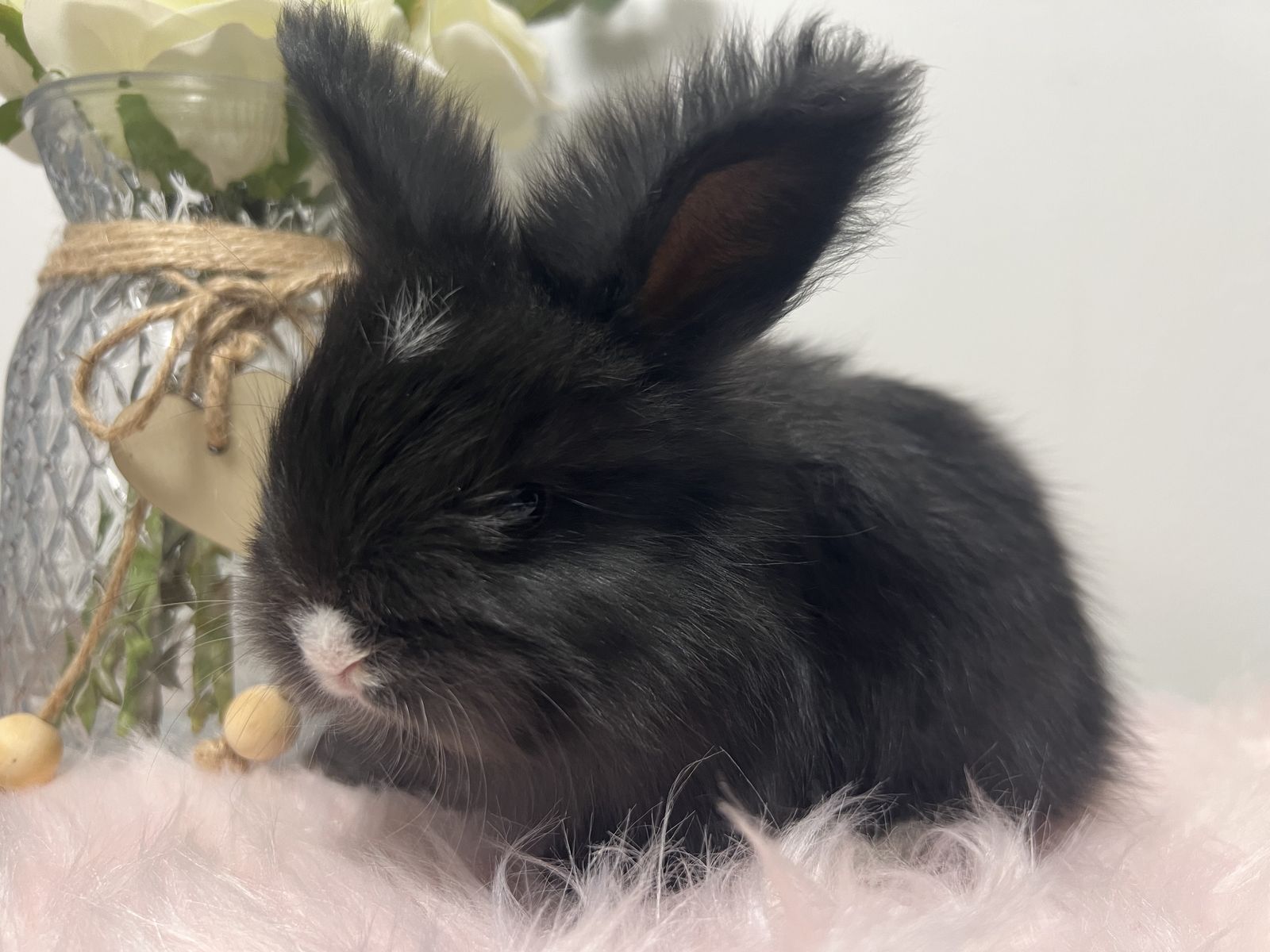 Pedigreed English Angora babies