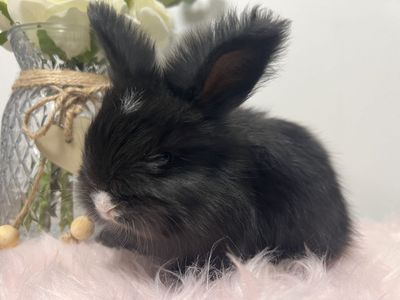 Pedigreed English Angora babies