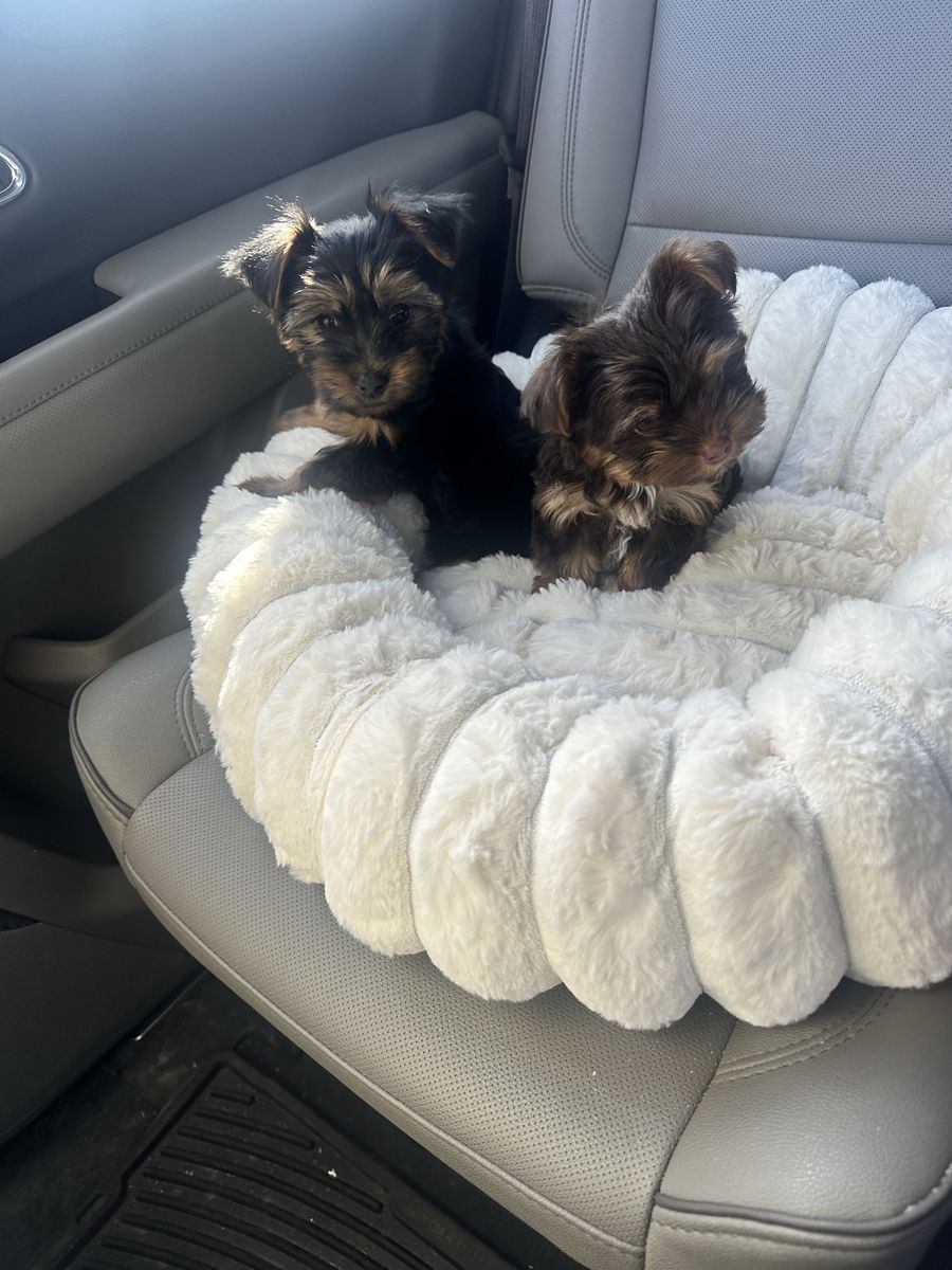 Adorable Yorkshire Terrier Puppies - Ready for Their New Home!