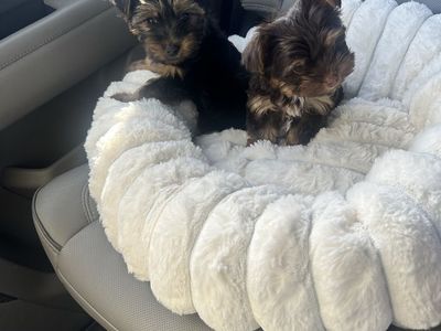 Adorable Yorkshire Terrier Puppies - Ready for Their New Home!