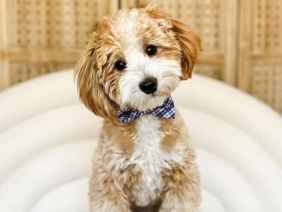 Toby - 13 lbs -/- 24.8% GR Tuxedo Multigen Toy Goldendoodle Stud