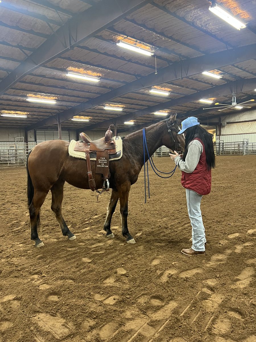 Coming 3yr Old Filly