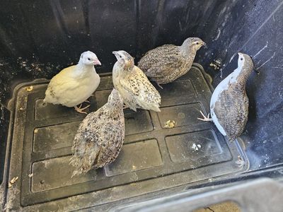 coturnix quail roosters