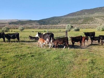 40 acres Flaming Gorge Manila Utah