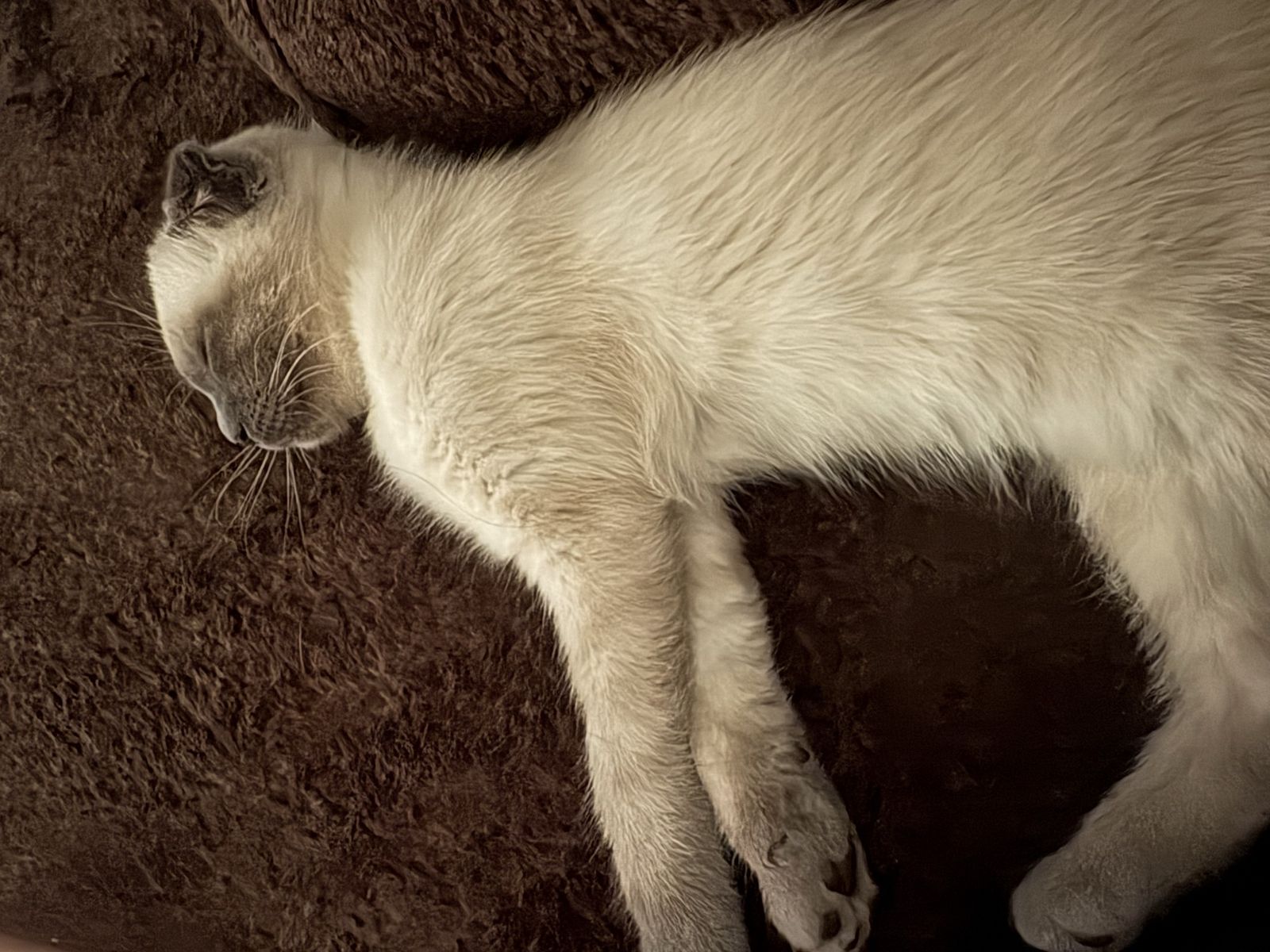 Purebred male Scottish fold