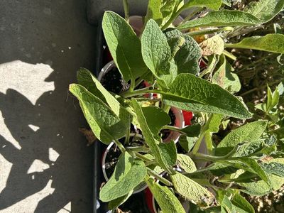 Comfrey and flowers