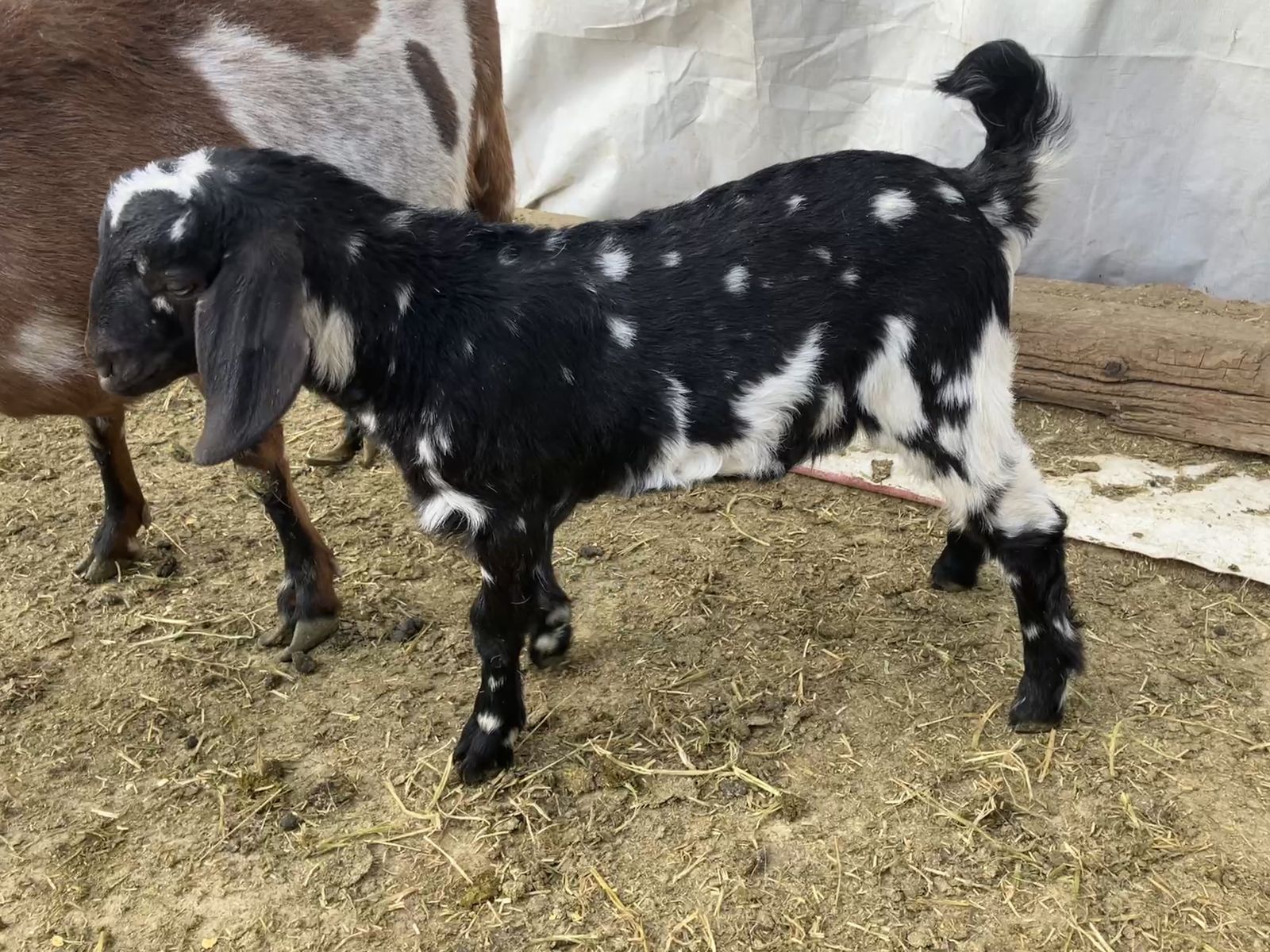 High percentage boer buckling