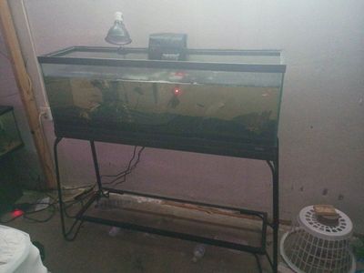 55 gallon long tank with stand