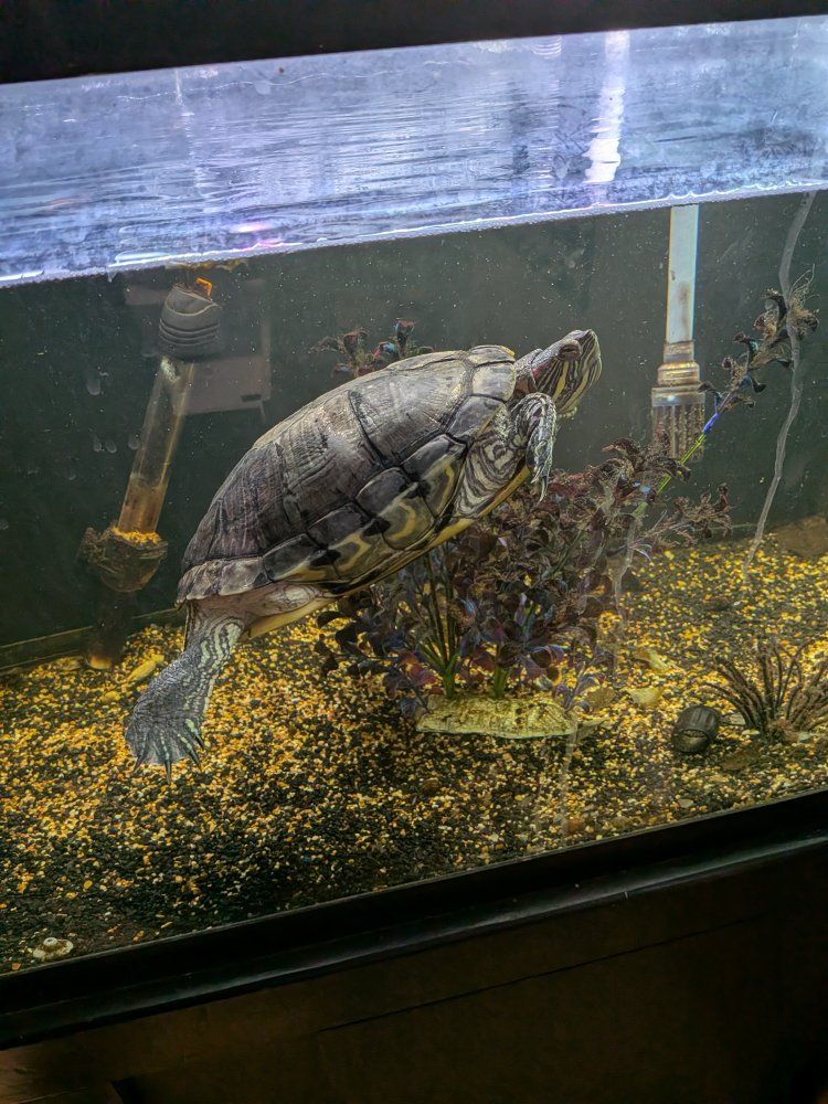 Large Turtle Tank with Stand, Basking Platform, Filter, Heater - Full Setup including turtle