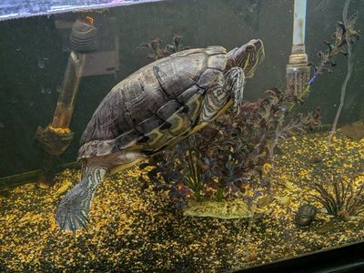 Large Turtle Tank with Stand, Basking Platform, Filter, Heater - Full Setup including turtle