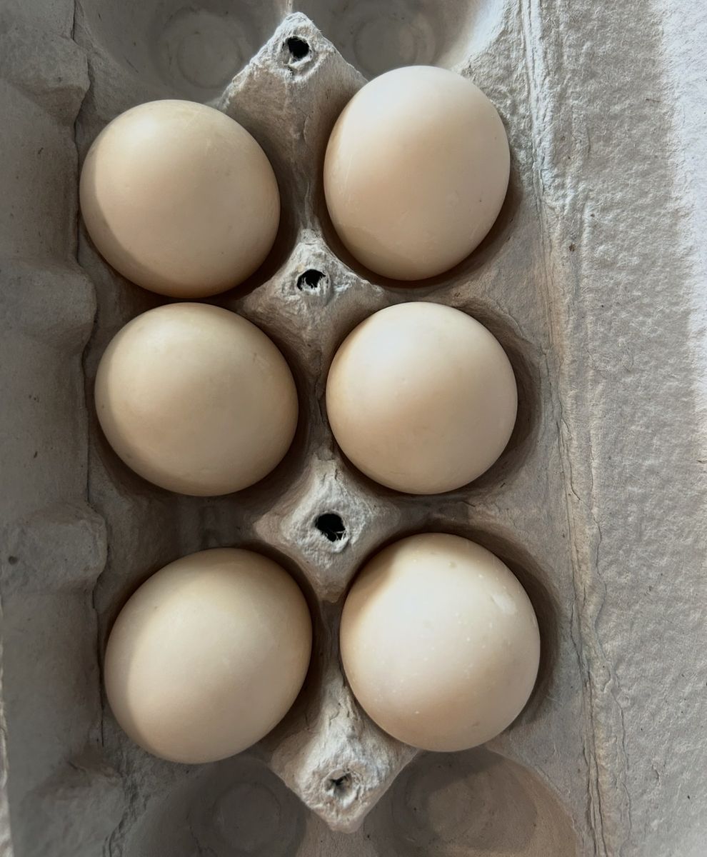 Mandarin Duck hatching eggs