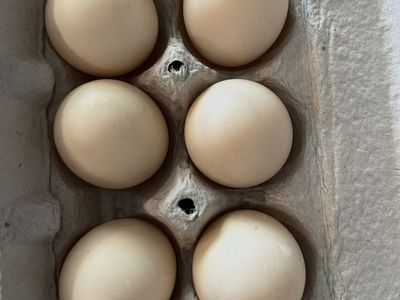 Mandarin Duck hatching eggs