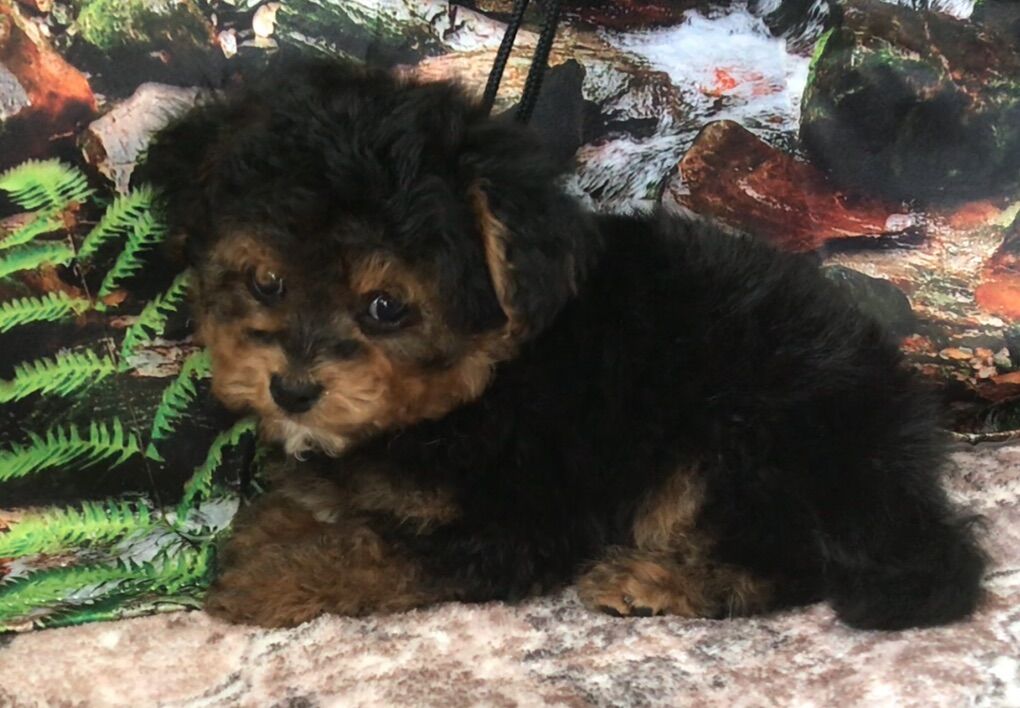 Teddy Yorkiepoo Puppy Yorkie Poodle Yorkshire