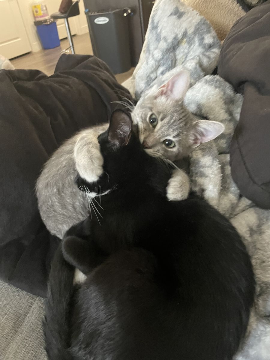 Cosmo and Lucky