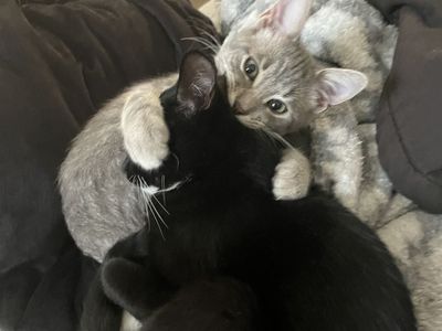 Cosmo and Lucky