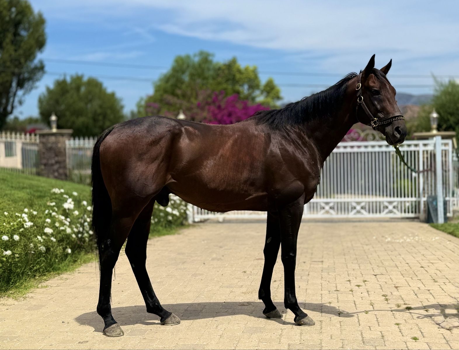 Super All Around OTTB Prospect