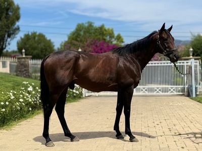 Super All Around OTTB Prospect