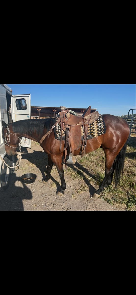 5 YO AQHA Gelding