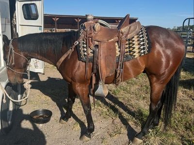5 YO AQHA Gelding