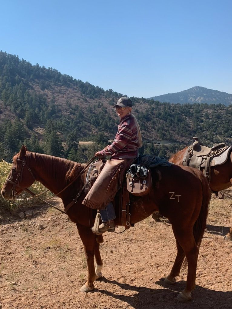 15 Year Registerd Paint Gelding 15.3 Hands