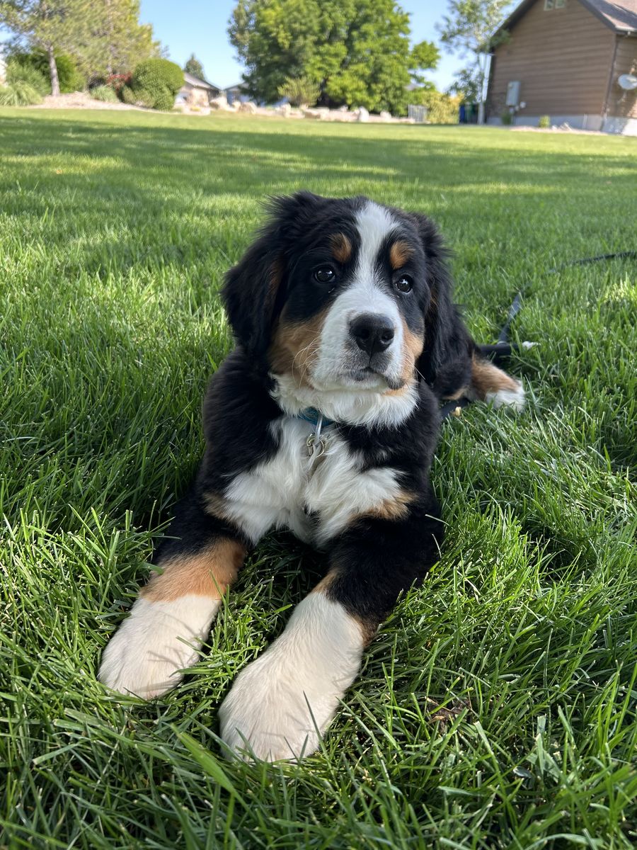 Papered female Bernie’s mountain dog