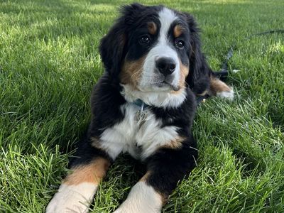 Papered female Bernie’s mountain dog