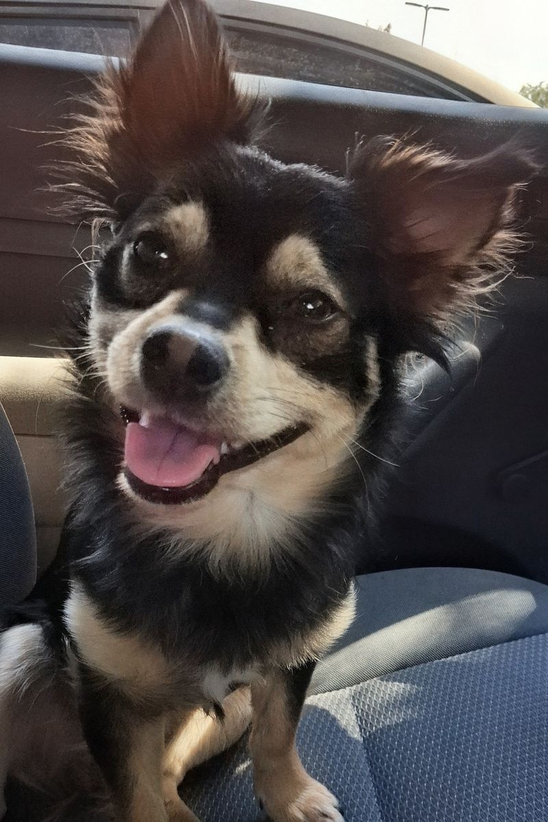 Lost dog