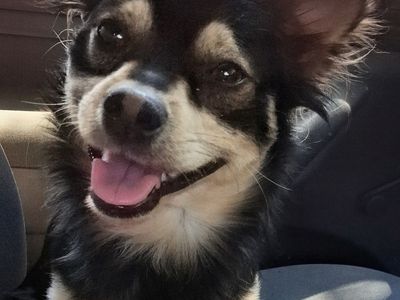Lost dog