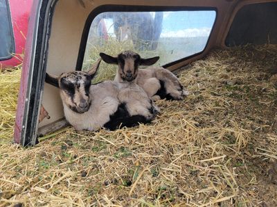 Prospect packer bucklings