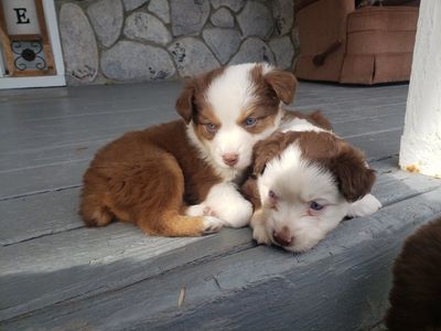 ASDR Mini Australian Shepherd Puppies