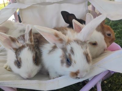 June bunnies to good homes