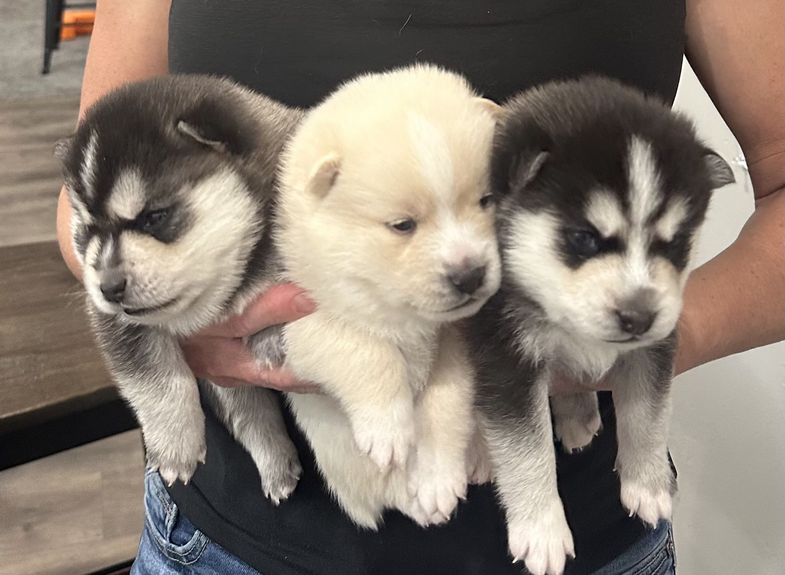 Pomsky puppies F2