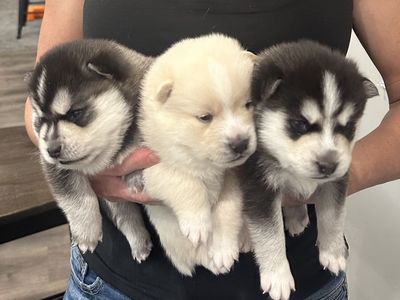 Pomsky puppies F2